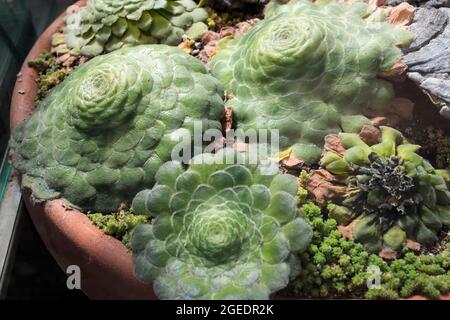 Synonyme homotypique d'espèce. Aeonium tabuliforme (Haw.) Webb & Berthel dans le pot Banque D'Images