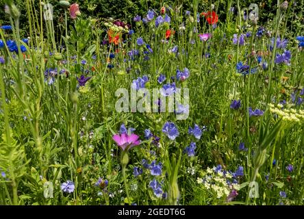 Gros plan de fleurs de maïs bleues et de fleurs sauvages d'échium fleurs sauvages dans un jardin frontière en été Angleterre Royaume-Uni Grande-Bretagne Banque D'Images