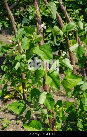 Gros plan sur les plants de haricots blancs 'White lady' qui grandissent un cadre de poteaux en cuivre dans un potager de l'été Angleterre Royaume-Uni GB Royaume-Uni Banque D'Images