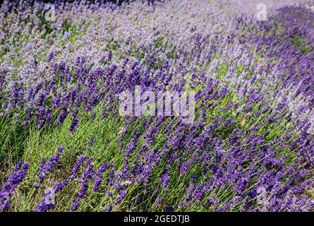 Gros plan de plantes de lavande violette à base d'abeilles plantes poussant des fleurs fleurir dans un jardin en été Angleterre Royaume-Uni Grande-Bretagne Grande-Bretagne Banque D'Images