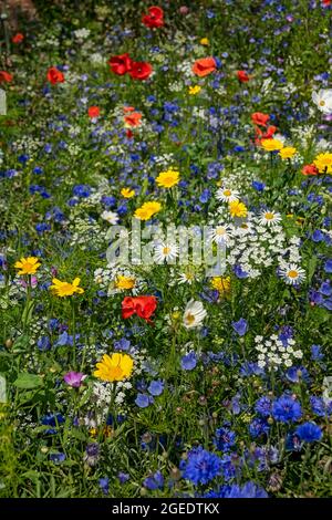 Gros plan de fleurs sauvages fleurs sauvages dans un jardin frontière parterre à fleurs en été Angleterre Royaume-Uni Royaume-Uni Grande-Bretagne Banque D'Images