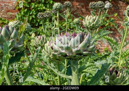 Gros plan des plantes de cardon d'artichaut globe poussant dans un potager en été Angleterre Royaume-Uni GB Grande-Bretagne Banque D'Images