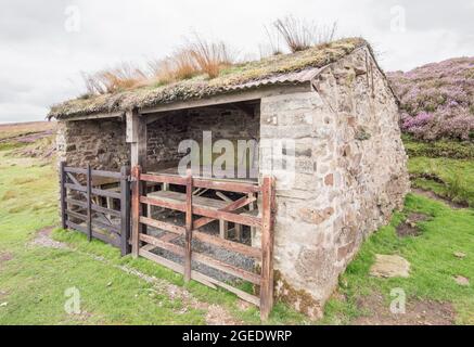 Abri pour déjeuner sur une lande de tétras de l'abbaye de Bolton au-dessus du réservoir de Lower Barden. Banque D'Images