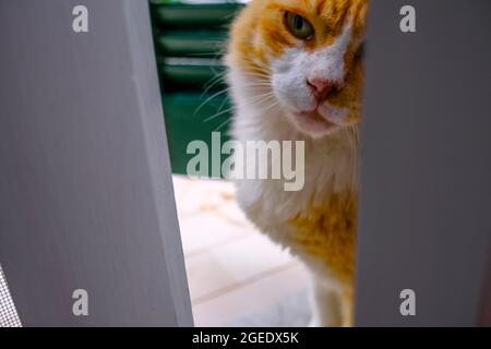 Gingembre et chat blanc se pelant dans la porte de la chambre, animal domestique à l'intérieur de l'appartement Banque D'Images