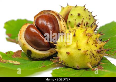 Chestnut blanc, Aesculus hippocastanum, en gros plan Banque D'Images