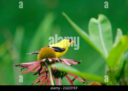 Goldfinch (Spinus tristis) se nourrissant dans un jardin Banque D'Images