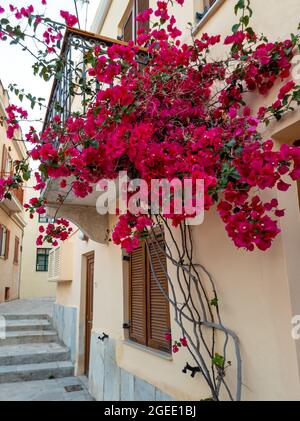 Bougainvilliers plante rouge fleurs dans le bâtiment avec façade de balcon. Architecture traditionnelle et plantes ornementales. Île de Syros, Cyclades Banque D'Images