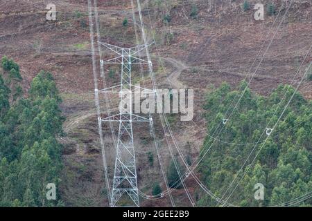 Impact visuel des lignes haute tension dans la forêt Banque D'Images