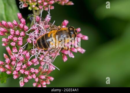 Mouche conique de drone / dronefly (Eristalis pertinax) planmouche femelle pollinisant et nourrissant sur le nectar de la fleur de chanvre-agrimony en été Banque D'Images