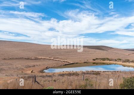 Paysage agricole, avec des moutons mérinos à un barrage, entre Caledon et Stanford dans la province du Cap Banque D'Images