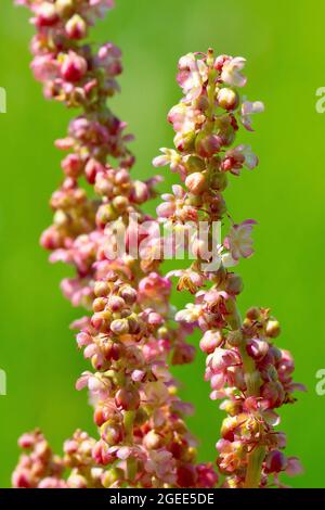 Sorrel commun (rumex acetosa), gros plan montrant les fleurs délicates de cette plante commune de prairie. Banque D'Images