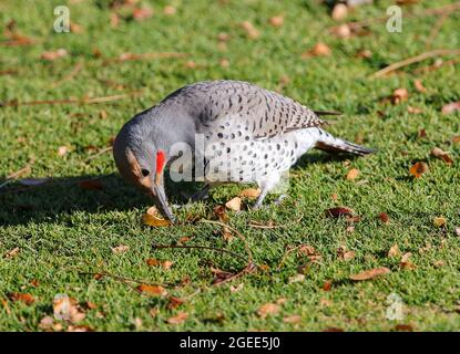 Un flicker à arbre rouge dur au travail creusant dans une pelouse avec son bec, à la recherche de grubes et fourmis à manger. Banque D'Images