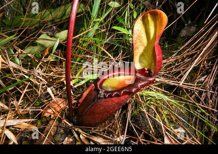 Pichet rouge de Nepenthes rajah, usine de pichet carnivore, Sabah, Bornéo Banque D'Images