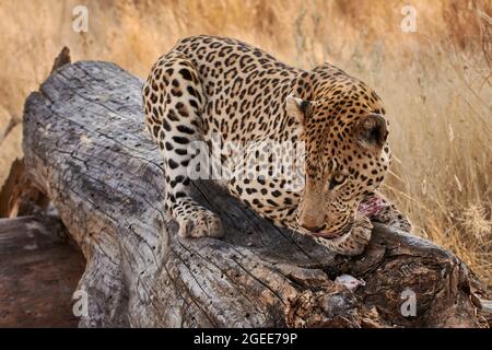 Le léopard africain (Panthera pardus) se nourrissant sur une plaque de viande sur le tronc d'arbre en Namibie, en Afrique. Banque D'Images