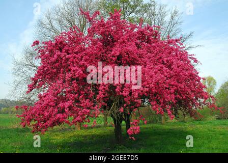 Pomme de terre à fleurs japonaise, Japanischer Wildapfel, Malus floribunda, dúsvirágú díszalma, Budapest, Hongrie, Magyarország, Europe Banque D'Images