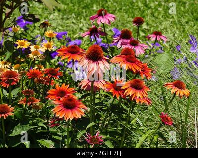 Un joli jardin rempli de fleurs d'échinacée aux couleurs variées par temps ensoleillé. Banque D'Images