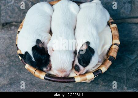 Trois petits chiots de Setter anglais de race avec les yeux fermés dans un panier en bois. Copier l'espace. Banque D'Images