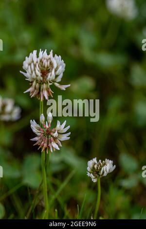 Trifolium repens la fleur dans la prairie Banque D'Images