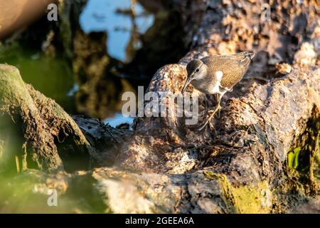 oiseau de tringa perché sur une bûche au bord du lac en été Banque D'Images