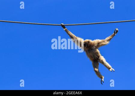 Gibbon commun balançant de la corde avec ciel bleu en arrière-plan Banque D'Images