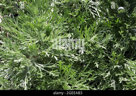 Fougère délicate comme des feuilles sur une plante de monticule d'argent Banque D'Images