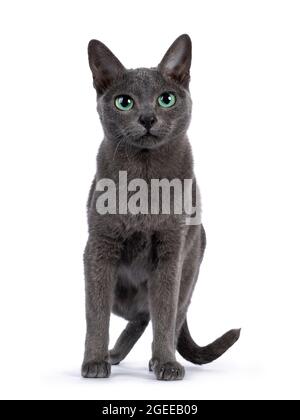 Jeune chat Korat à bout argenté, debout face à l'avant. En regardant vers l'appareil photo avec des yeux vert vif. Isolé sur un fond blanc. Banque D'Images