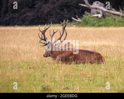 Red Deer (Cervus elaphus) dans un parc de campagne au Royaume-Uni Banque D'Images