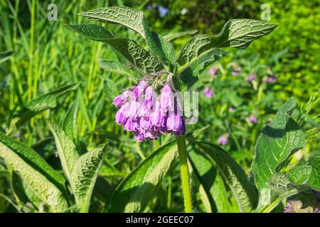 Plante commune de Comfrey en floraison au printemps. (Symphytum officinale). Banque D'Images