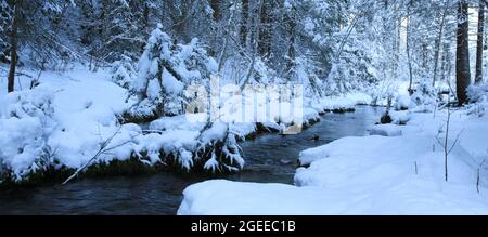 Hivernent les arbres le long d'une petite crique dans les Alpes suisses. Banque D'Images