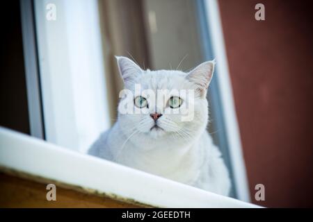 Chat écossais chinchilla avec des oreilles droites est assis sur le rebord de la fenêtre dans l'air frais Banque D'Images