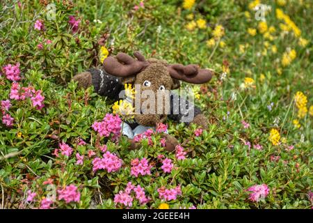 Almenrausch, Steinrose, Almrose, Almrausch, Elch, Stafftier, sauvage, Kuscheltier, Geweih, gefährlich, Blumenwiese, imposant, Blume, Blüte, Alpenrose, Être Banque D'Images