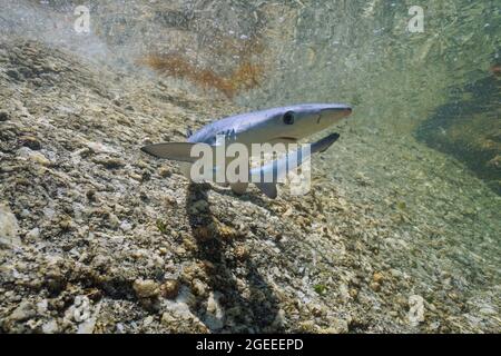 Requin bleu juvénile, Prionace glauca, sous l'eau peu profonde, océan Atlantique, Galice, Espagne Banque D'Images