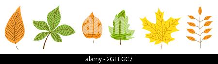 Feuilles d'automne. Des feuilles colorées isolées. Ensemble de feuilles d'automne. Illustration vectorielle. Illustration de Vecteur