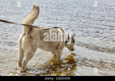 Husky sibérien dans l'eau. Chien Husky sur la nature Walk Banque D'Images