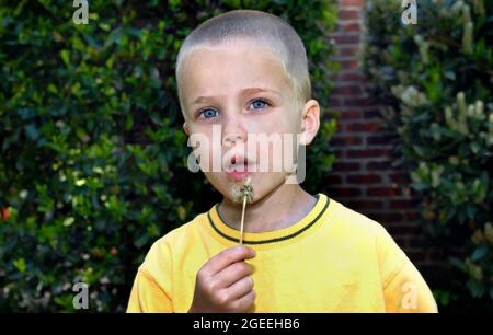 Un beau jeune garçon souffle sur un pissenlit. Il porte une chemise jaune et est dehors par une haie verte. Banque D'Images