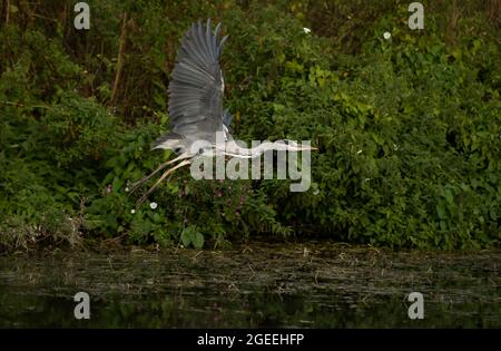 A Heron prend le vol le long des rives de la rivière Cam à Grantchester Cambridgeshire Banque D'Images