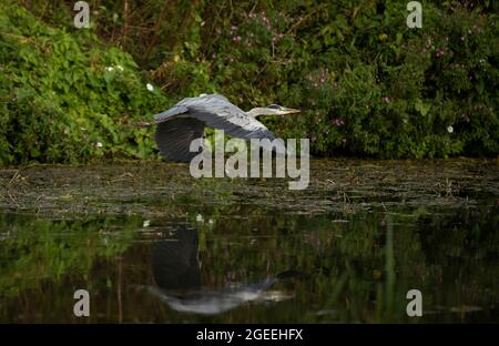 A Heron prend le vol le long des rives de la rivière Cam à Grantchester Cambridgeshire Banque D'Images