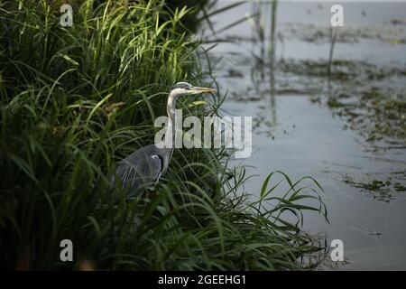 Un héron gris prend le vol le long des rives de la rivière Cam à Grantchester Cambridgeshire Banque D'Images