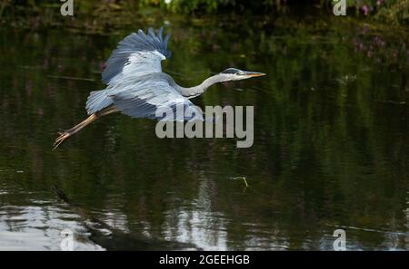 A Heron prend le vol le long des rives de la rivière Cam à Grantchester Cambridgeshire Banque D'Images