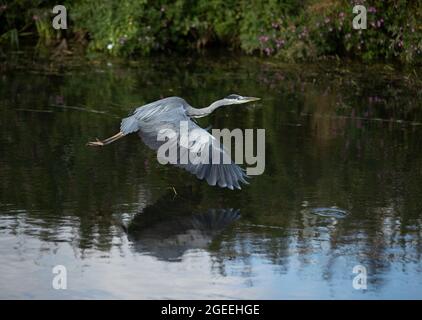 A Heron prend le vol le long des rives de la rivière Cam à Grantchester Cambridgeshire Banque D'Images