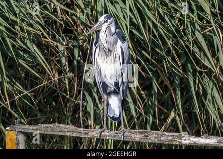 Héron gris, Ardea cinerea, réserve naturelle du lac RSPB Radipole, Weymouth, Dorset Banque D'Images
