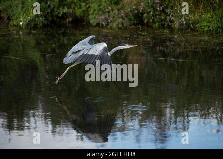 A Heron prend le vol le long des rives de la rivière Cam à Grantchester Cambridgeshire Banque D'Images