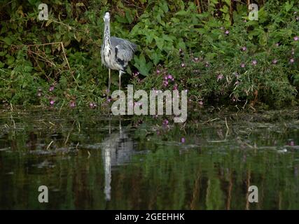 Un héron gris prend le vol le long des rives de la rivière Cam à Grantchester Cambridgeshire Banque D'Images