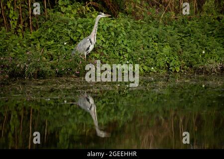 Un héron gris prend le vol le long des rives de la rivière Cam à Grantchester Cambridgeshire Banque D'Images