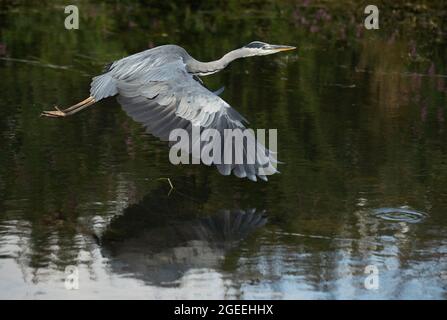 A Heron prend le vol le long des rives de la rivière Cam à Grantchester Cambridgeshire Banque D'Images