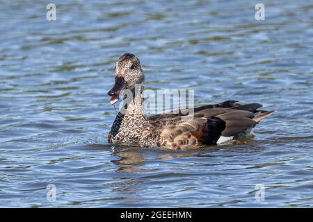 Adulte mâle eclipse Gadwall, Mareca strespera, réserve naturelle RSPB Radipole Lake, Weymouth, Dorset Banque D'Images