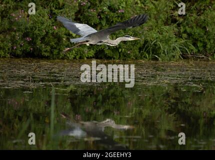 A Heron prend le vol le long des rives de la rivière Cam à Grantchester Cambridgeshire Banque D'Images