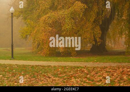 Parc Manor dans la ville d'Ilowa, Pologne à l'automne. Il y a des feuilles jaunes sur les arbres. Le brouillard s'élève entre les arbres. Banque D'Images