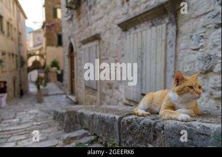 Un chat assis sur la chaussée dans la vieille ville de Kotor, Monténégro Banque D'Images