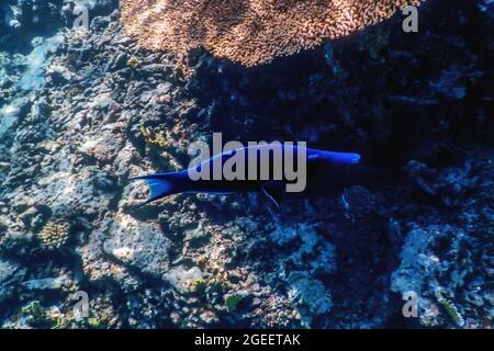 Blue Bird Wrasse (Gomphosus caeruleus) poisson de corail, eaux tropicales, vie marine Banque D'Images